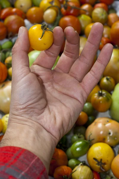 Жовтий помідор — стокове фото