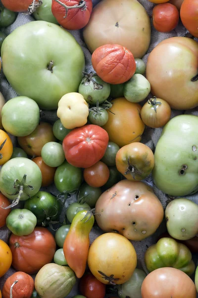 Assortimento di pomodori imperfetti — Foto Stock