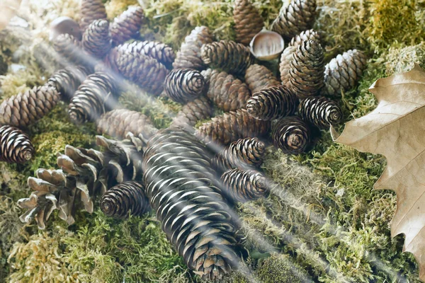 Luz en conos de pino — Foto de Stock