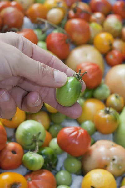 Mały zielony pomidor — Zdjęcie stockowe
