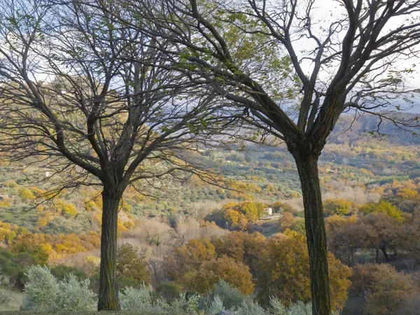 Autumnal trees — Stock Photo, Image