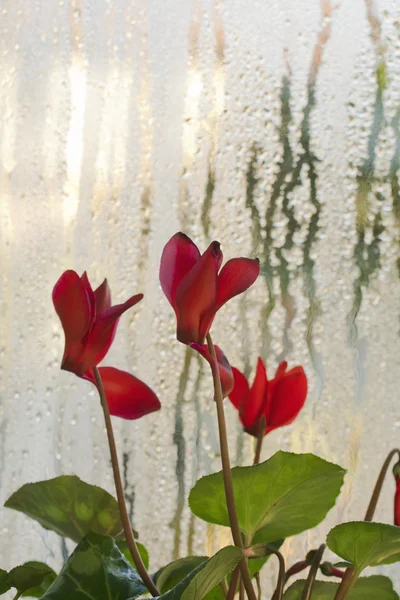 Цикламен квіти — стокове фото