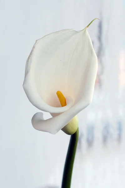 Branco Calla Lilly — Fotografia de Stock