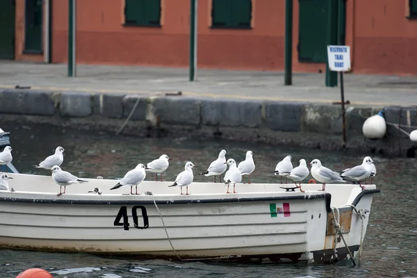 Seagulls on a boat — Stock Photo, Image