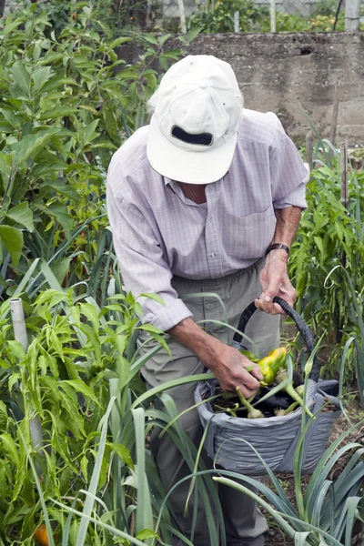 Старший мужчина работает в саду — стоковое фото