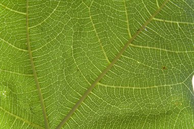 Macro fig leaf clipart