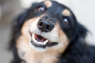 Şirin köpek.