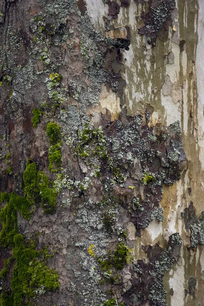 Closeu p of a tree bark — Stock Photo, Image