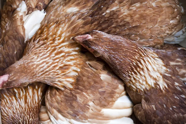Høns på fjørfefarm – stockfoto