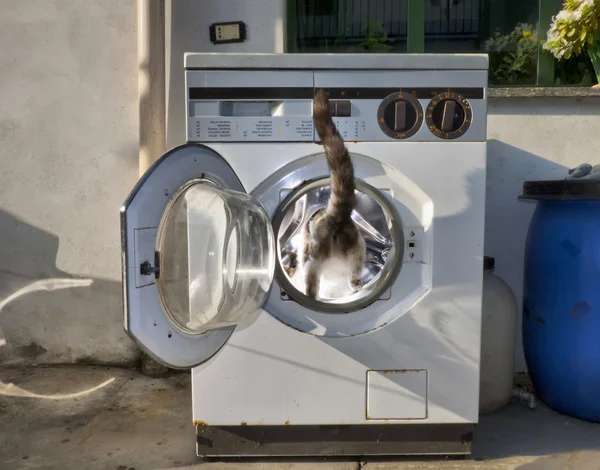 Katze in der Waschmaschine — Stockfoto