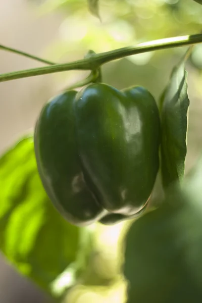 Jonge groene paprica in de farm — Stockfoto