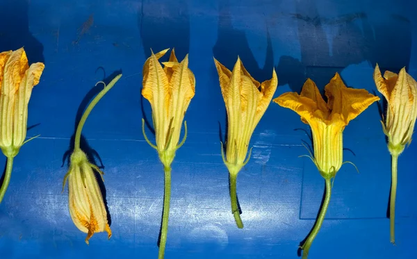 Squash flowers — Stock Photo, Image