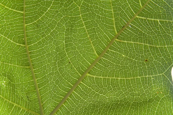 Macro fig leaf — Stock Photo, Image