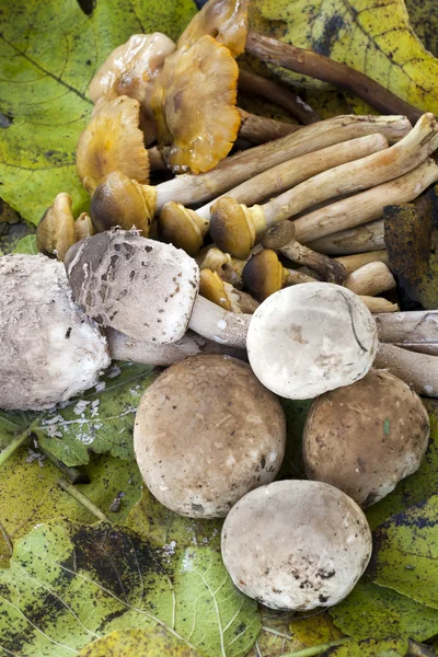 Podzimní kompozice s houbami — Stock fotografie