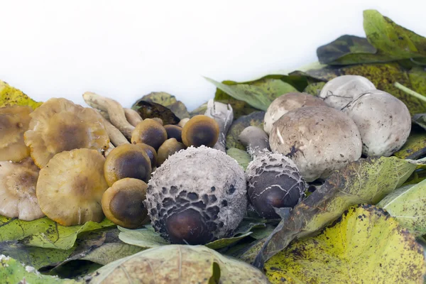 Horizontální kompozici s houbami — Stock fotografie
