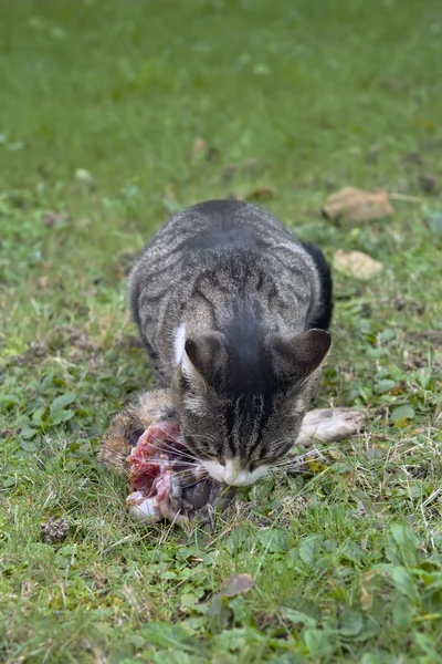 Кот с добычей — стоковое фото