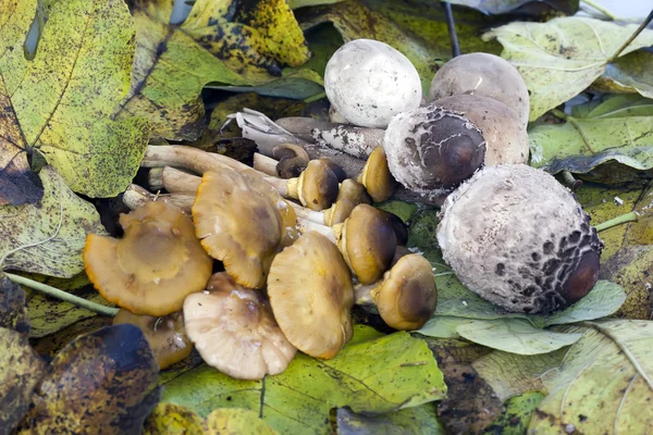 Složení podzimní houby — Stock fotografie