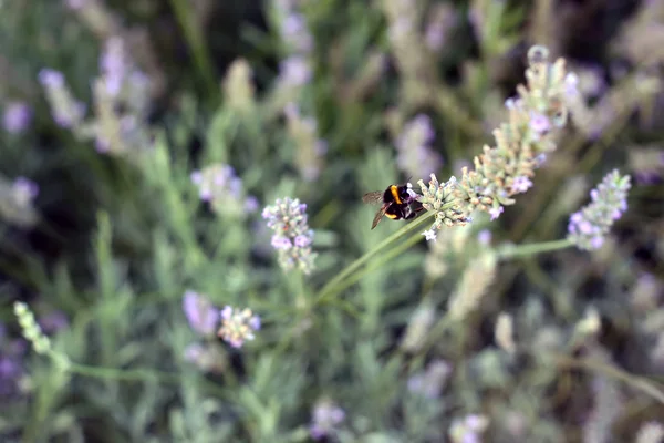 Пчела на лавандовых цветах — стоковое фото