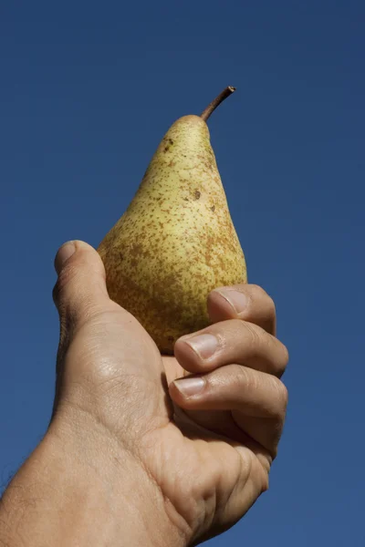Hand hält eine Birne — Stockfoto