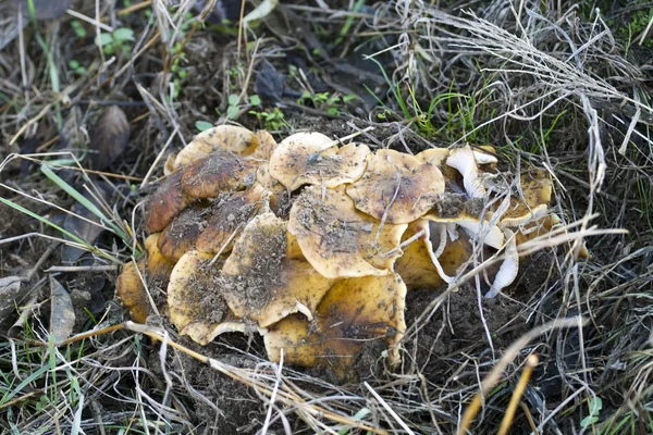 Honey mushrooms — Stock Photo, Image