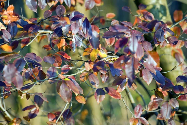 Stock image Leaves