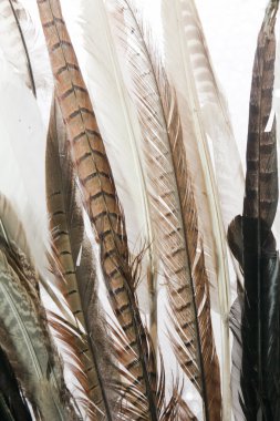 Feathers close up clipart