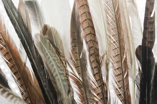 Feathers close up — Stock Photo, Image