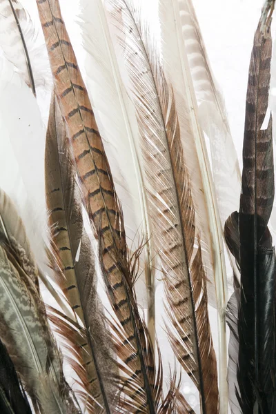 Feathers close up — Stock Photo, Image