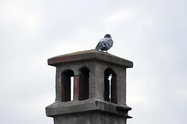 Chimney and pigeon — Stock Photo, Image