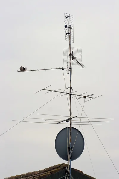 Antena de pombo — Fotografia de Stock