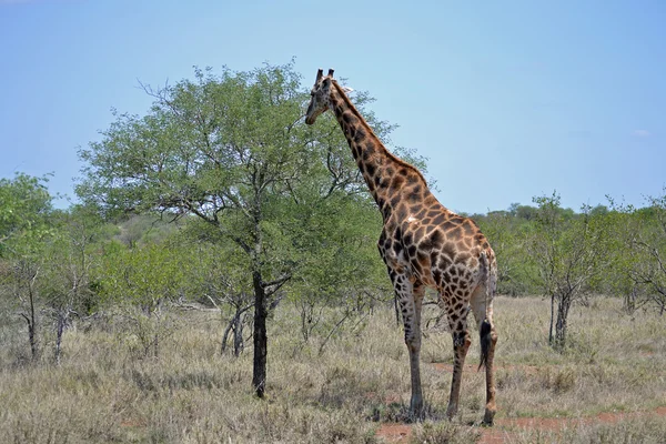 Żyrafa w dziczy — Zdjęcie stockowe