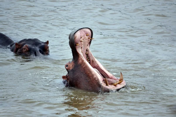 Hippopotame montrant ses dents — Photo