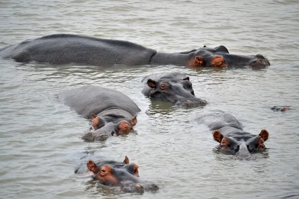 Hippopotamuses — стокове фото