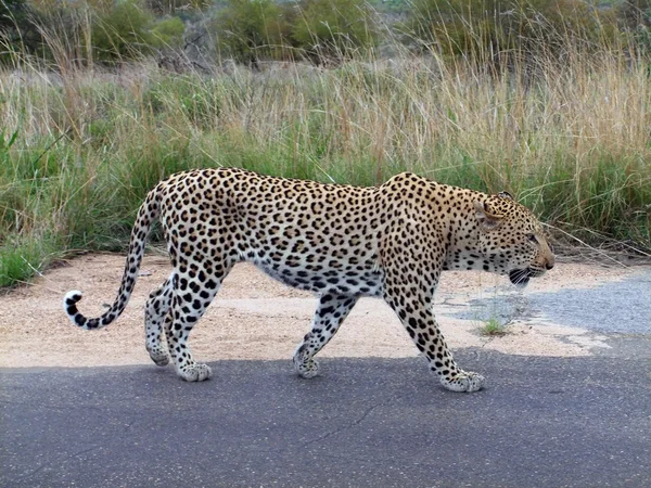 Leopardo macho grande — Fotografia de Stock