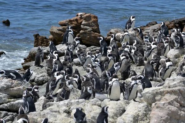 Pingvinek a parton — Stock Fotó