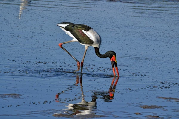 stock image Big african stork