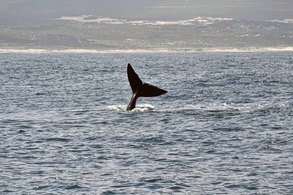 Φάλαινα ουρά — Φωτογραφία Αρχείου