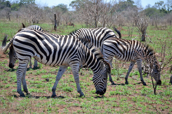 Zebra grazing in Kruger National Park, South Africa