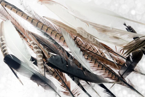 Feathers over white — Stock Photo, Image