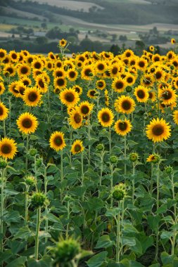 Field full of sunflowers clipart