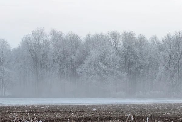 Floresta de névoa e geada — Fotografia de Stock