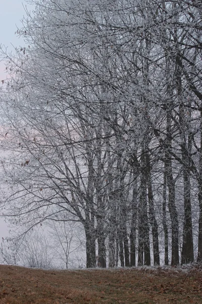 Giornata fredda nebbiosa — Foto Stock