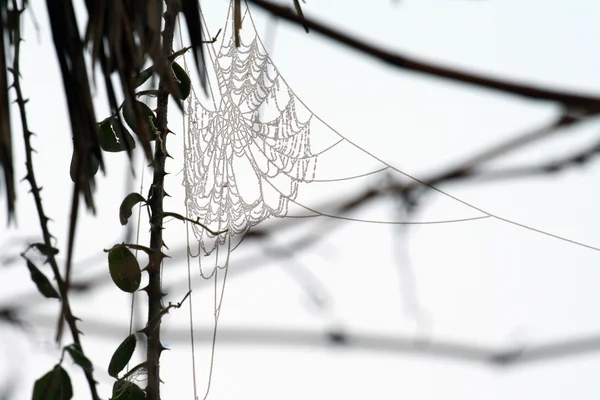冰霜蜘蛛 web — 图库照片