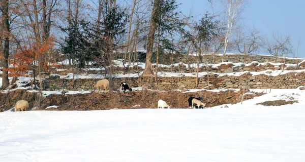 Kozy i owce — Zdjęcie stockowe