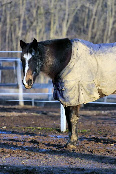 Лошадь в пальто — стоковое фото