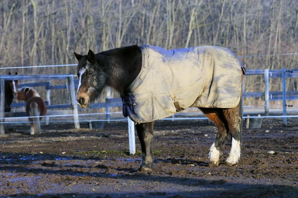 Cavalo usando um cobertor — Fotografia de Stock