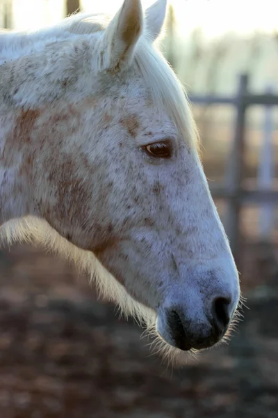 馬のプロフィール — ストック写真