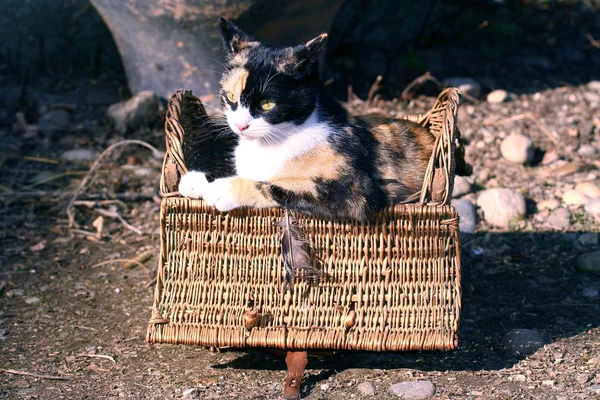 Кошка в корзине — стоковое фото