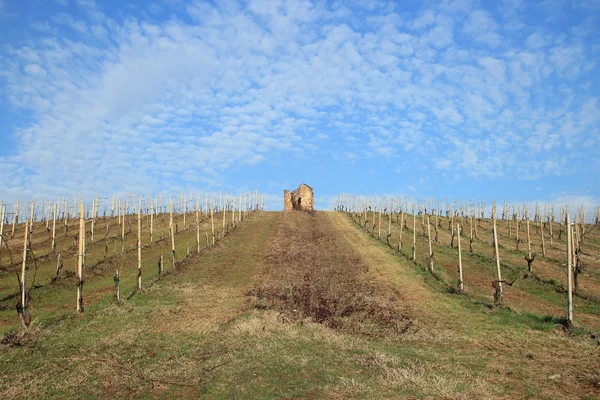 Vineyards in early spring — Stock Photo, Image