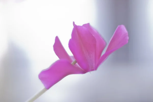 Ciclamen rosa — Foto de Stock